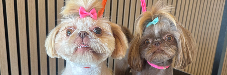Pup Club Groomers